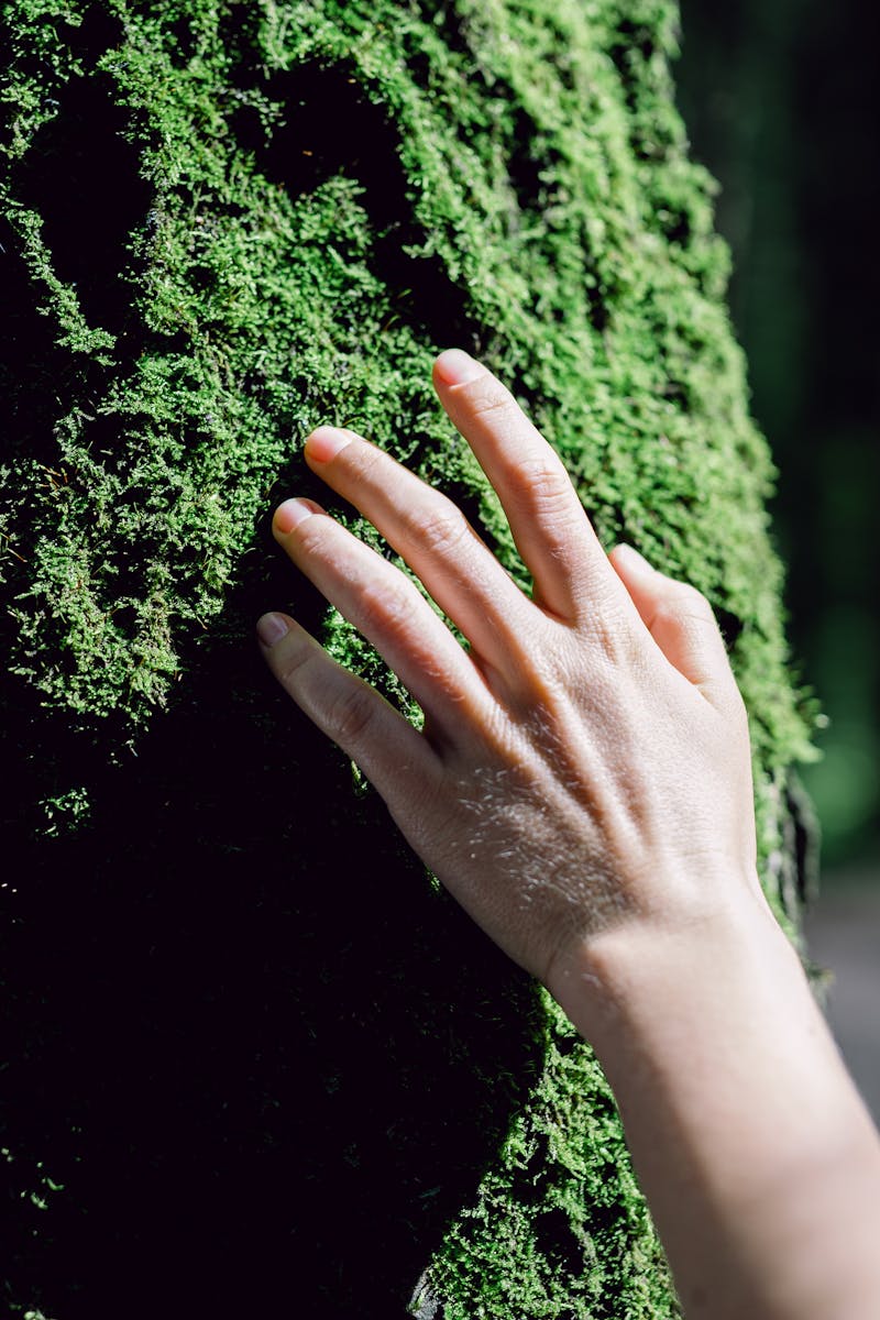 A human hand gently touches a mossy tree trunk in a serene forest setting.